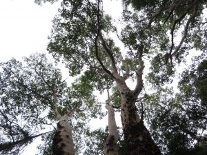 Arbutus Tree